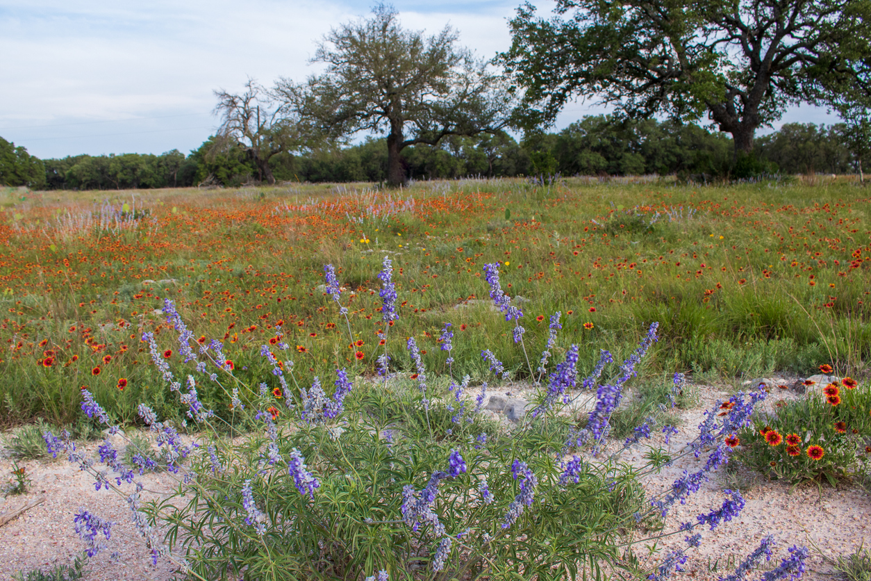 Panoramic Image of Euless, TX